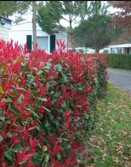 Décorer son jardin avec du photinia