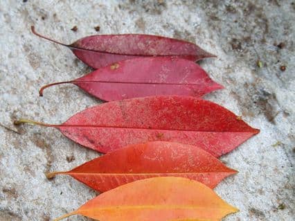 Décorer son jardin avec du photinia