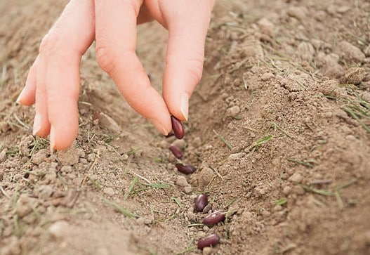 semer-planter-graine