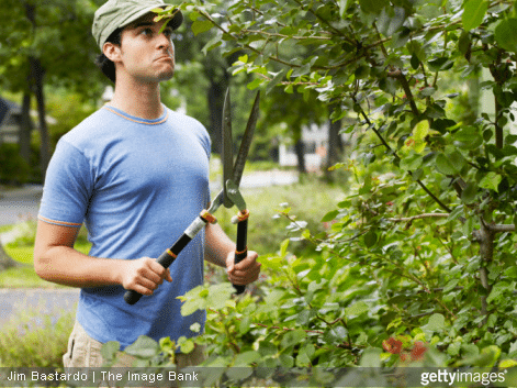 Comment faire pour élaguer un arbre ?