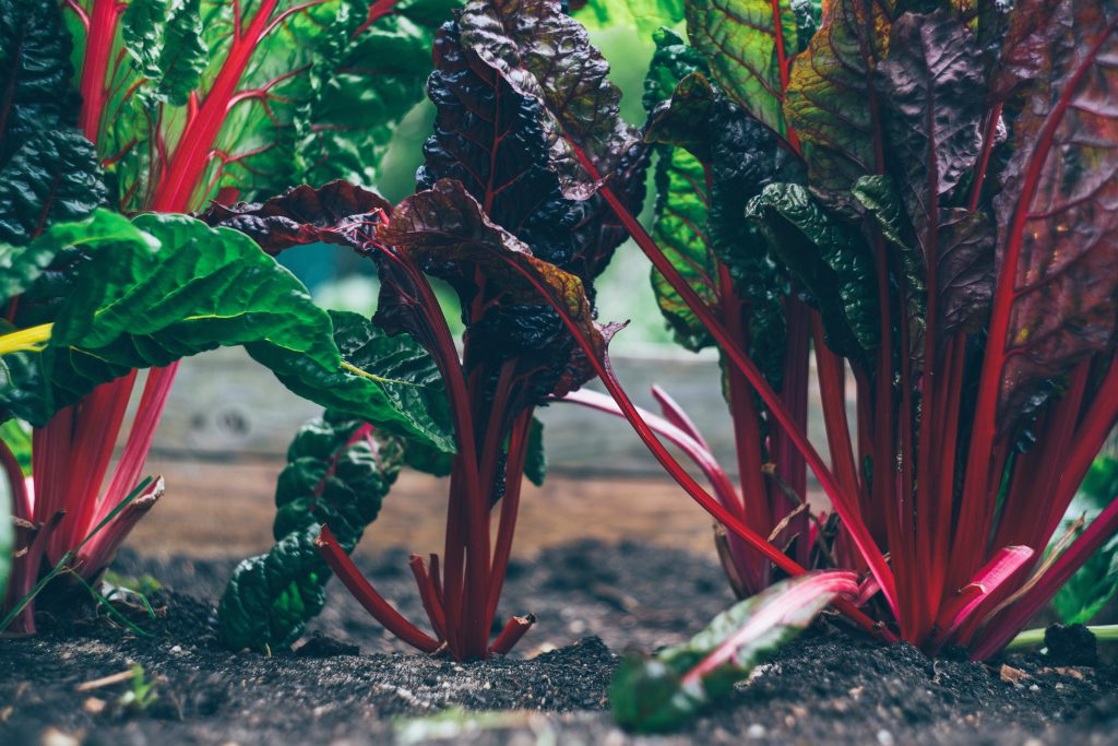 Des plants de blettes dans un potager