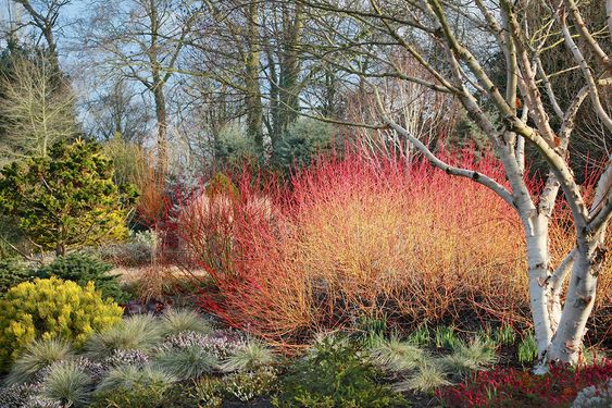 jardin-hiver-plantes-couleurs