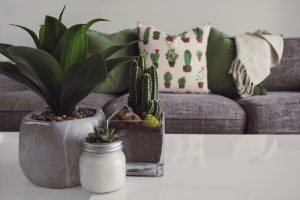 Pots plantes vertes posés sur une table basse devant un canapé gris avec coussins à motifs végétaux