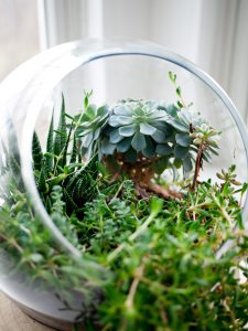 Terrarium dans un bocal en verre ouvert