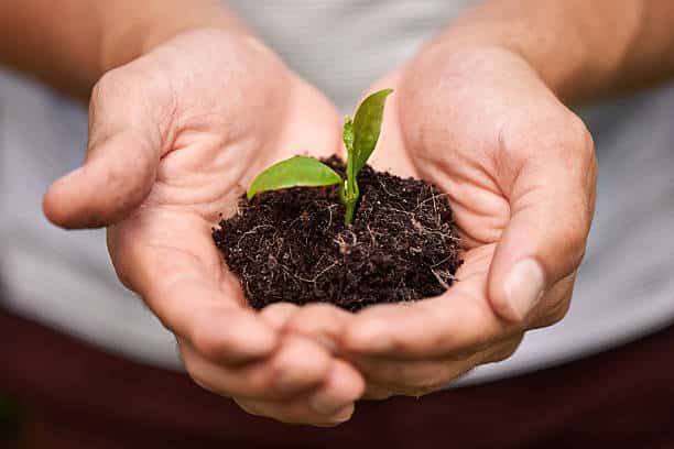 Mains jointes tenant une petite pousse de plante verte dans un peu de terre