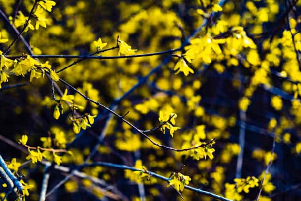 Fleurs jaunes de forsythia haie de jardin qui pousse vite