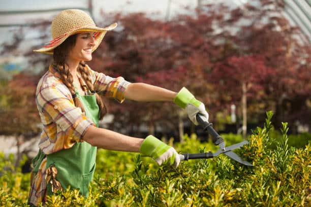 Jeune jardinière en train de tailler une haie avec une cisaille