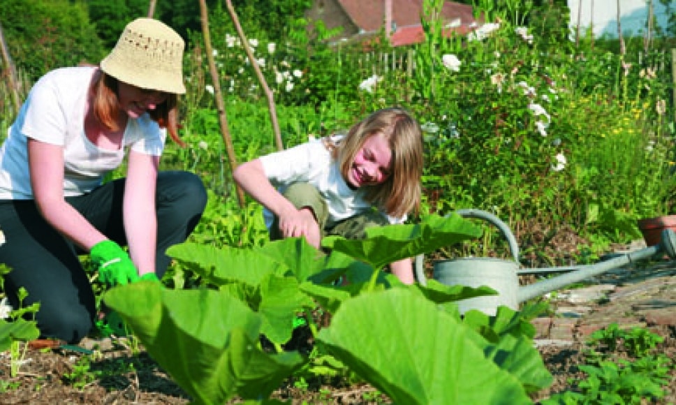 Jardins : quels travaux à l’automne ?