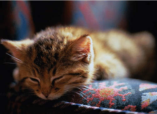 Comment créer un coin agréable pour son chat dans sa maison ?