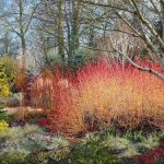jardin-hiver-plantes-couleurs