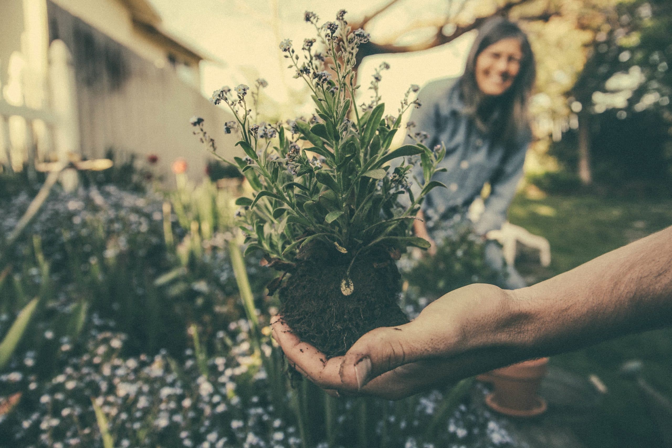 Aménager un tout nouveau jardin