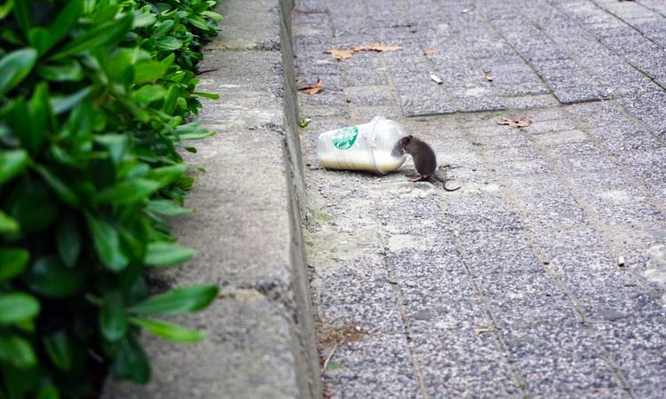 Au secours, j’ai des rats chez moi !