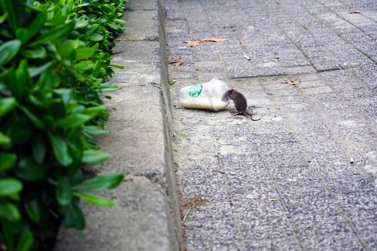 Au secours, j’ai des rats chez moi !