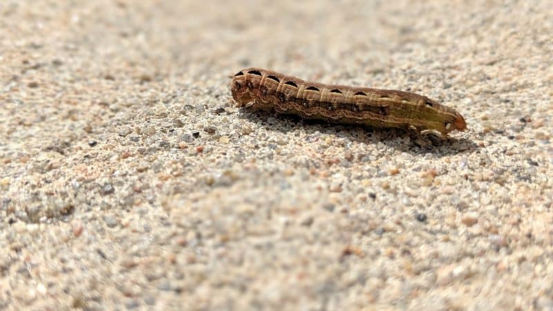 Vers gris jardin : comment l’éliminer ?