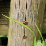 Comment réduire le bruit des voisins dans le jardin ?