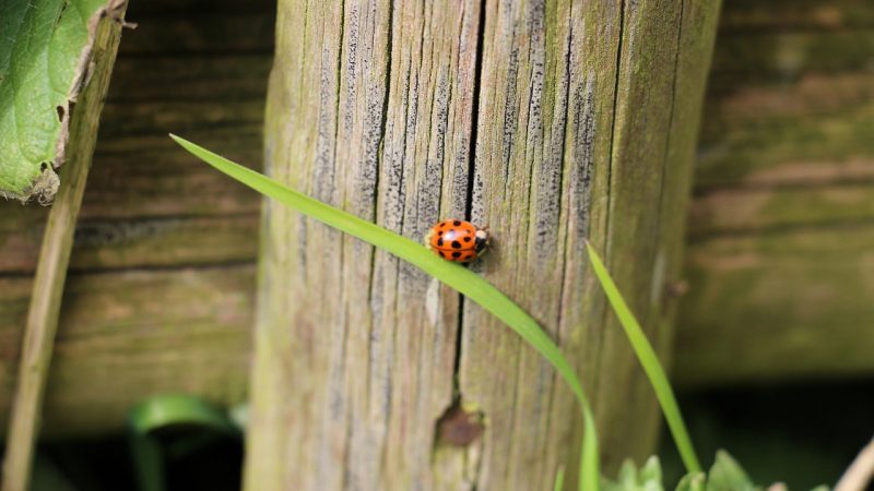 Comment réduire le bruit des voisins dans le jardin ?