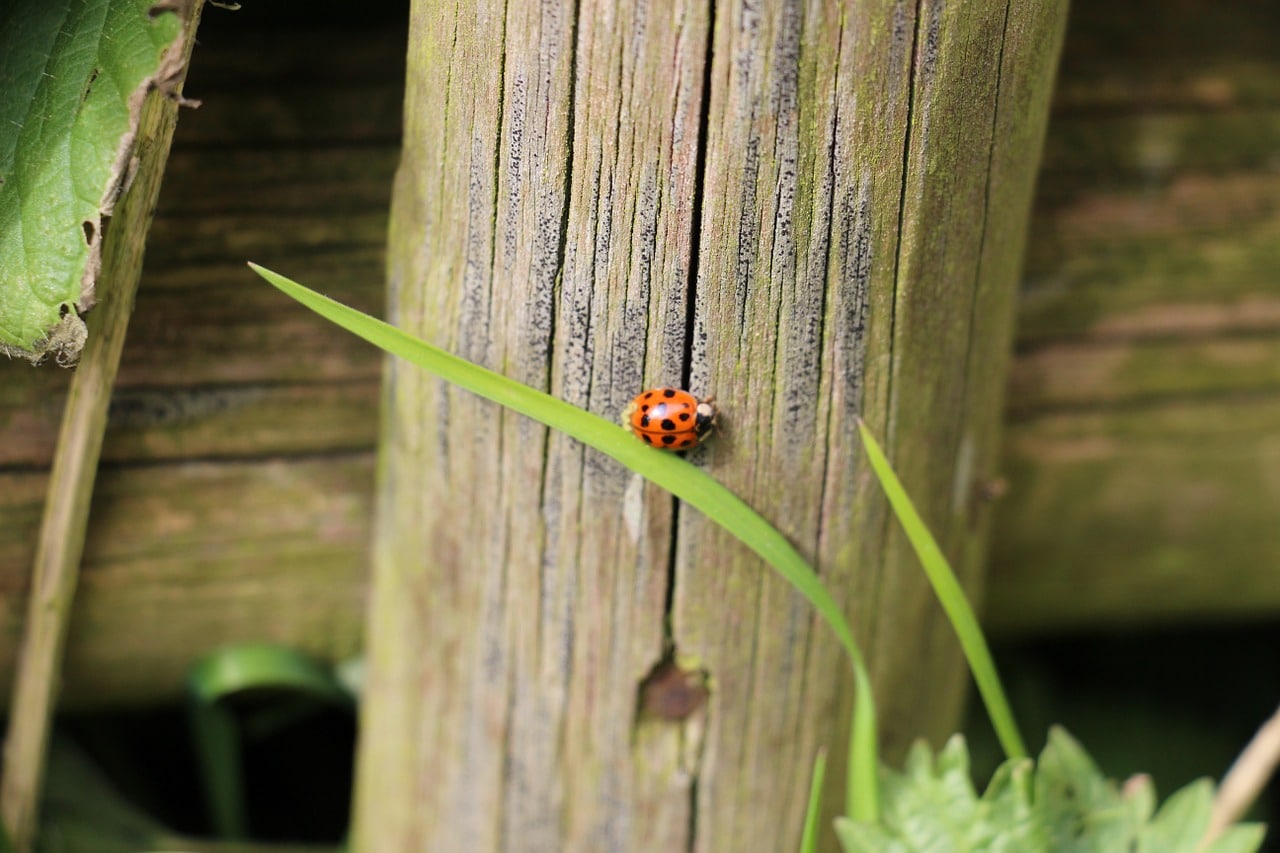 Comment réduire le bruit des voisins dans le jardin ?