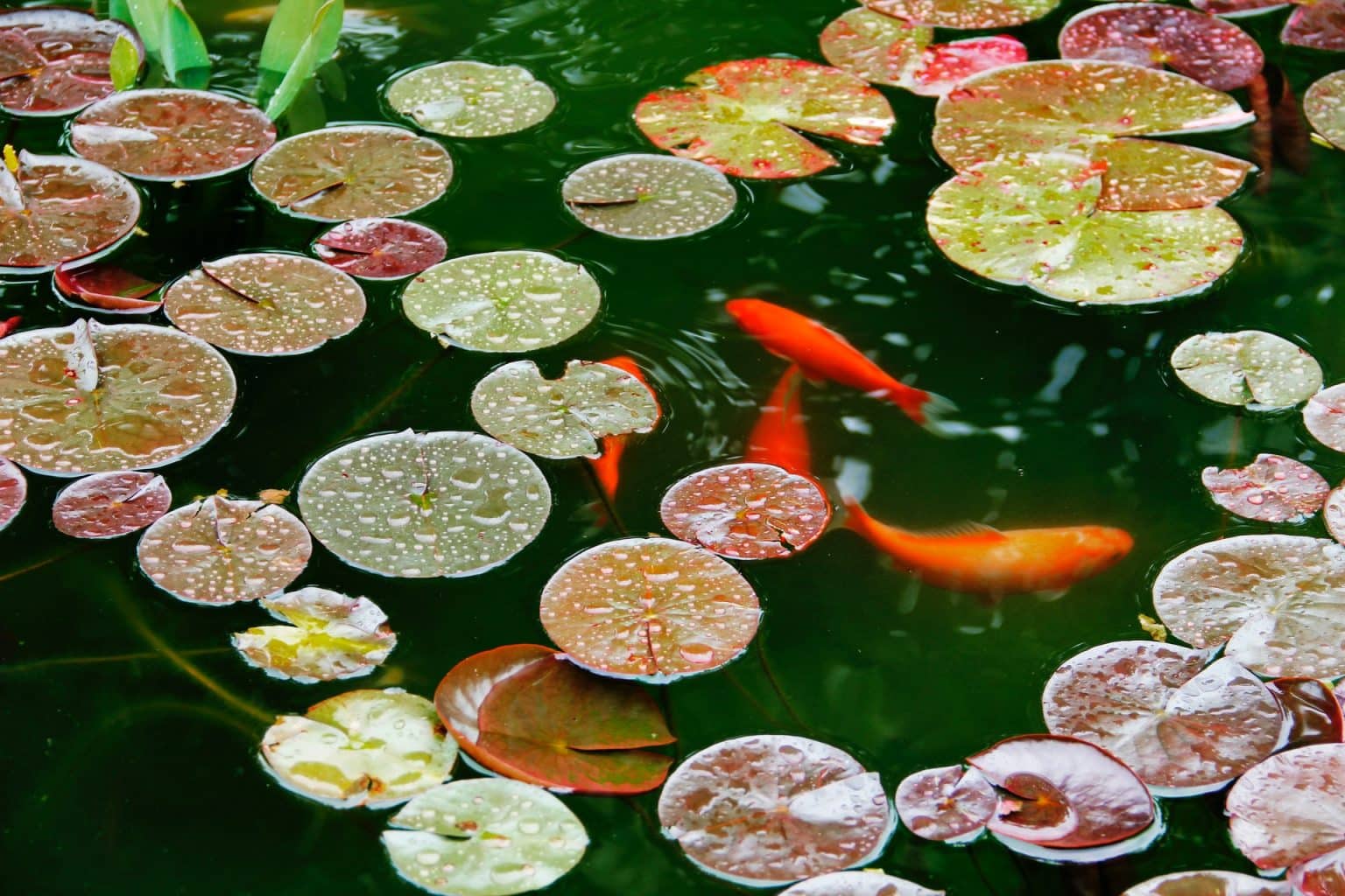 faire un bassin à poissons extérieur — free download