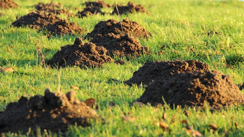 Comment se débarrasser des taupes naturellement dans son jardin ?