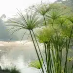 planter papyrus